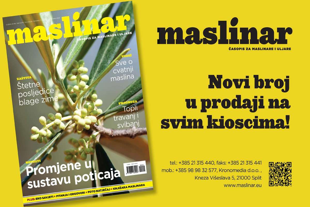 Maslinar