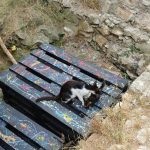 OPASNO I ZA LJUDE I ZA ŽIVOTINJE Vatrogasci izvukli mačku iz nezaštićenog bunara 1 vatrogasci bunar macka